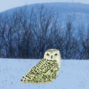 Hand Crafted Snowy Owl Framed Art Print Drawing  8x10 Wall  Picture